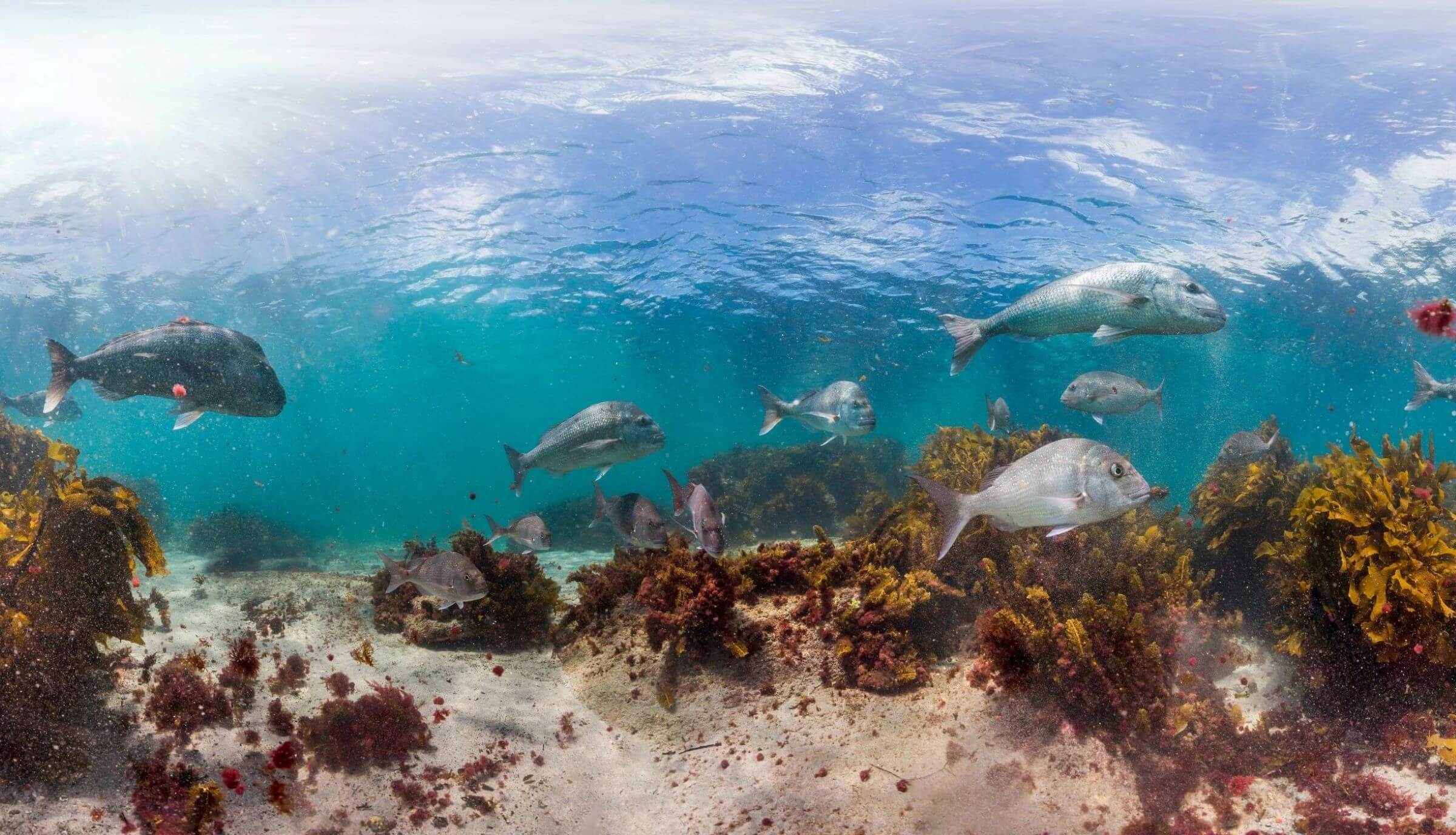 Experience NZ’s Marine Reserves this Summer